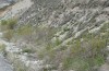 Catocala puerpera: Larvalhabitat (L1 und L2) in den Hautes-Alpes  nördlich von Sisteron Ende April 2013: Populus nigra in einer heißen Böschung [N]