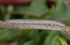 Catocala puerpera: Young larva, May 2010 (Pindos NW Grevena) [M]