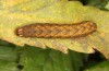 Paradiarsia punicea: Half-grown larva in the penultimate instar prior to hibernation (e.l. rearing, S-Germany, Allgäu, eastern Kempter Wald,  larvae in mid-October 2020) [S]