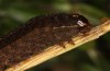 Paradiarsia punicea: Larva in the last instar (e.l. rearing, S-Germany, Allgäu, Kempter Wald, larva in October 2020) [S]