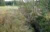 Paradiarsia punicea: Larvalhabitat in der Ufervegetation eines kleines Flachmoorbachs (Kempter Wald, 11.10.2020) [N]