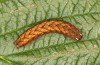 Paradiarsia punicea: Half-grown larva in the penultimate instar prior to hibernation (S-Germany, Allgäu, eastern Kempter Wald, 11.10.2020) [M]