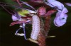 Pyrrhia purpura: Half-grown larva (N-Greece, Edessa, early June 2019) [N]