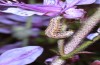 Pyrrhia purpura: Half-grown larva (N-Greece, Edessa, early June 2019) [N]