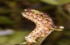 Pyrrhia purpura: Larva (N-Greece, Edessa, early June 2019) [S]