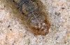 Agrotis puta: Raupe (Zuchtphoto 2015) [S]