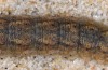 Agrotis puta: Raupe (Zuchtphoto 2015) [S]