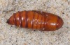 Agrotis puta: Pupa dorsal view (e.o. breeding 2105) [S]