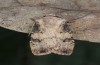 Agrotis puta: Adult (breeding photo 2015) [S]