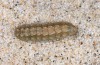 Agrotis puta: Larva (breeding photo 2015) [S]