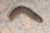 Agrotis puta: Larva (breeding photo 2015) [S]