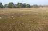 Agrotis puta: Sandy grasslands in the Upper Rhine Valley (SW-Germany) are an important but declined habitat (March 2015) [N]