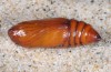 Agrotis puta: Pupa (breeding photo 2015) [S]