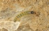 Agrotis puta: Young larva (breeding photo 2015) [S]