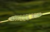 Plusia putnami: Larva in the penultimate instar (S-Germany, Kempter Wald, mid-May 2021) [S]