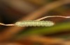 Plusia putnami: Jungraupe vor der Überwinterung (Kempter Wald, Oktober 2020) [M]