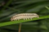 Leucania putrescens: Young larva (Italy, Gargano, Lago di Varano, late September 2016) [S]