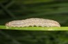 Leucania putrescens: Halbwüchsige Raupe (e.l. Italien, Gargano, Lago di Varano, Jungraupe Ende September 2016) [S]