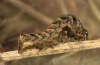 Axylia putris: Larva in penultimate instar (Upper Rhine valley, September 2012) [M]