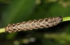 Axylia putris: Larva in penultimate instar (Upper Rhine valley, September 2012), will soonly moult into last instar [M]