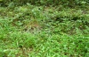 Axylia putris: Larvalhabitat am nördlichen Oberrhein bei Hügelsheim: feuchte Krautflur an einem Waldweg mit Polygonum hydropiper, September 2012. [N]
