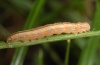 Protodeltote pygarga: Raupe (Memmingen, September 2010, an Carex brizoides) [M]