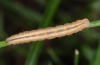 Protodeltote pygarga: Raupe (Memmingen, September 2010, an Carex brizoides) [M]