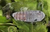 Cosmia pyralina: Pupa (e.l. rearing, northern Upper Rhine Valley, larva in late April 2018) [S]