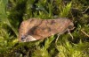 Cosmia pyralina: Adult (e.l. rearing, SW-Germany, northern Upper Rhine Valley, larva in late April 2018) [S]
