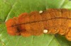 Habrosyne pyritoides: Larva (e.l. rearing, river Iller near Memmingen, S-Germany, September 2016) [S]
