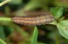 Actinotia radiosa: Half-grown larva (e.o. Northern Greece 2010) [S]