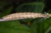 Calliergis ramosa: Larva [S]