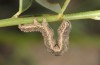 Zekelita ravalis: Larva (Greece, Samos Island, Ireon, May 2018) [S]
