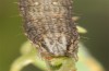 Zekelita ravalis: Raupe (Samos, Ireon, Mai 2018) [S]