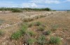 Zekelita ravalis: Larval habitat with Alhagi (Greece, Samos Island, Ireon, May 2018) [N]