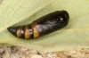 Exophyla rectangularis: Puppe (e.l. Griechenland, Peloponnes, Pirgos S Taygetosgebirge, Raupen am 11. Mai 2025) [S]