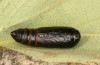 Exophyla rectangularis: Puppe (e.l. Griechenland, Peloponnes, Pirgos S Taygetosgebirge, Raupen am 11. Mai 2025) [S]