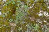 Euxoa recussa: Larval habitat on the eastern Swabian Alb in late May 2013: Hippocrepis comosa at shallow mossy places. [N]