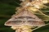 Acantholipes regularis: Falter (e.l. Samos, Ireon, Raupe Ende Juni 2016) [S]