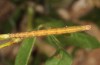 Acantholipes regularis: Larva (e.l. rearing, Greece, Samos Island, Ireon, larva in late June 2016) [S]
