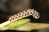 Haemerosia renalis: Raupe (Abruzzen, Gran Sasso, 900m, Ende September 2016) [M]