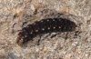 Hoplodrina respersa: Larva [M]
