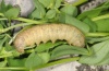 Heliophobus reticulatus: Larva (e.l. eastern Swabian Alb 2012) [S]