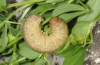 Heliophobus reticulatus: Larva (e.l. eastern Swabian Alb 2012) [S]