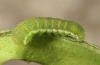 Heliophobus reticulatus: Half-grown larva (e.l. eastern Swabian Alb 2012) [S]