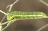 Heliophobus reticulatus: Half-grown larva (e.l. eastern Swabian Alb 2012) [S]