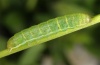 Heliophobus reticulatus: Half-grown larva (e.l. eastern Swabian Alb 2012) [S]