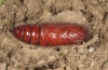 Heliophobus reticulatus: Pupa (e.l. eastern Swabian Alb 2012) [S]