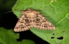 Heliophobus reticulatus: Adult (e.l. eastern Swabian Alb, larva in late June 2012) [S]