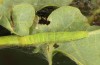 Nycteola revayana: Larva (S-Germany, Lautrach near Memmingen, 10. August 2025) [M]